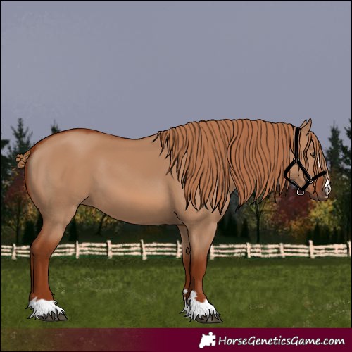 Horse Color:Red Dun 