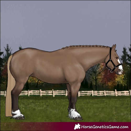 Horse Color:Liver Red Dun 
