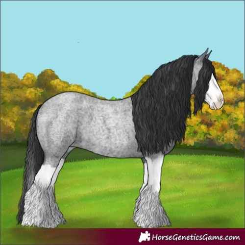 Horse Color:Blue Roan Splash 