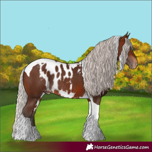 Horse Color:Silver Brown Tobiano Skewed Appaloosa Rabicano