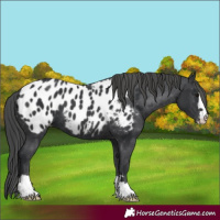 Horse Color:Black Appaloosa