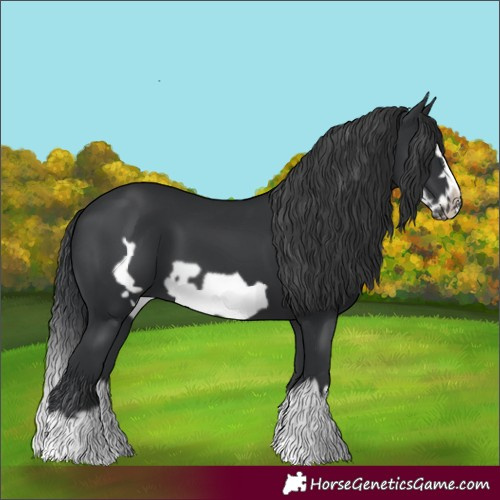Horse Color:Black Splash Frame 