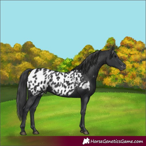 Horse Color:Black Appaloosa