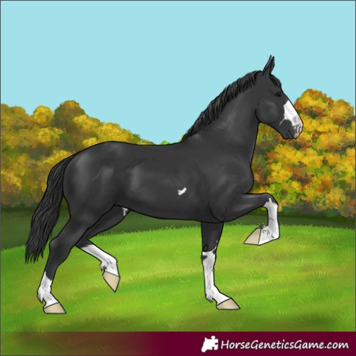 Horse Color:Black 