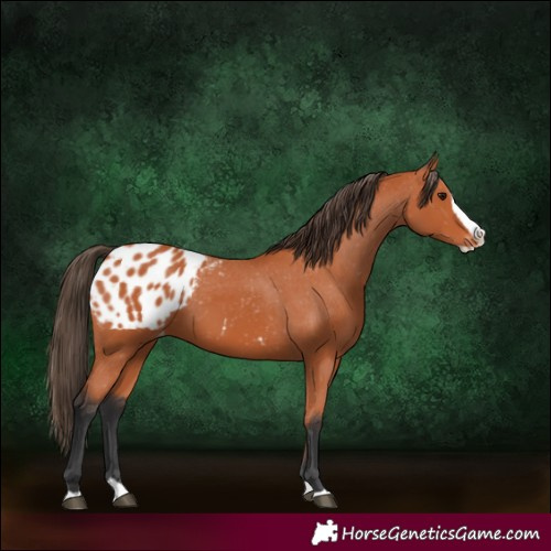 Horse Color:Bay Splash Appaloosa 