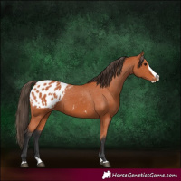 Horse Color:Bay Splash Appaloosa 
