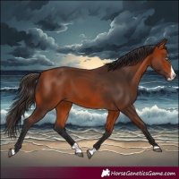 Horse Color:Bay Splash 