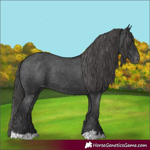Horse Color:Black Appaloosa Rabicano 