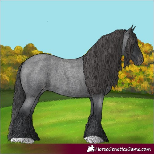 Horse Color:Blue Roan Appaloosa Rabicano 