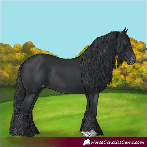 Horse Color:Black Appaloosa Rabicano