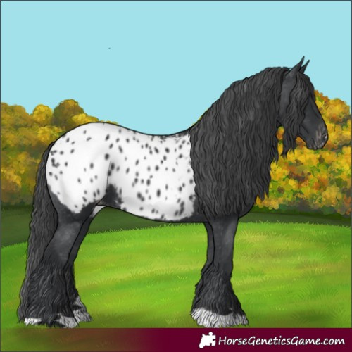 Horse Color:Black Appaloosa Rabicano 
