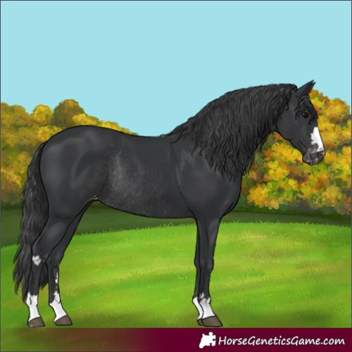 Horse Color:Black Appaloosa Rabicano 