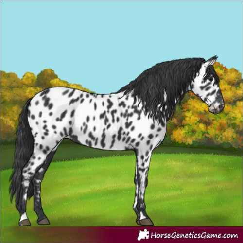 Horse Color:Black Appaloosa Rabicano 