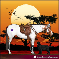 Horse Color:Bay Near Fewspot