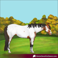Horse Color:Bay Appaloosa