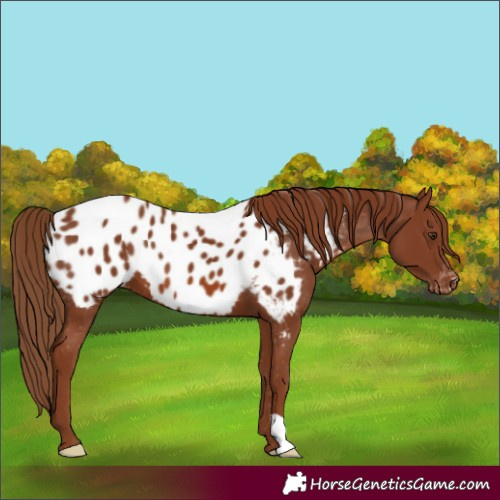 Horse Color:Chestnut Appaloosa 