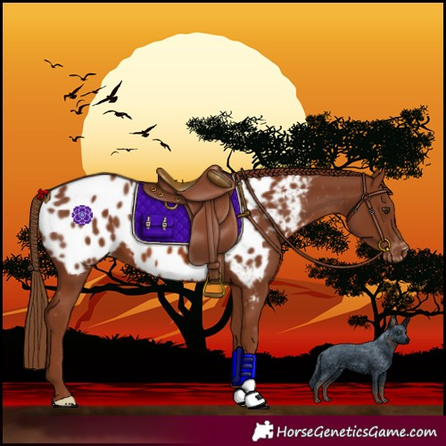 Horse Color:Chestnut Blanket 