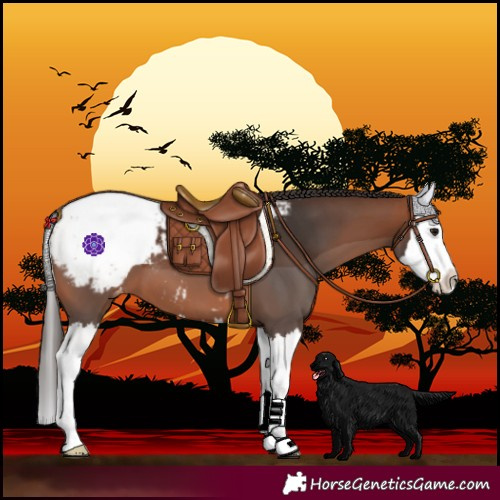 Horse Color:Bay Splash Snowcap 