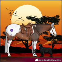 Horse Color:Bay Splash Snowcap