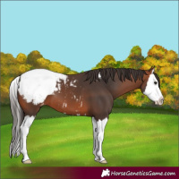 Horse Color:Bay Splash Appaloosa