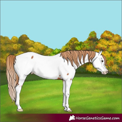 Horse Color:Chestnut Splash Near Fewspot 