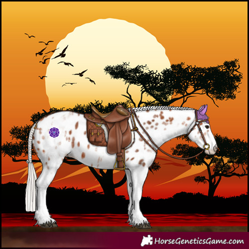 Horse Color:White Spotted Silver Bay Leopard 