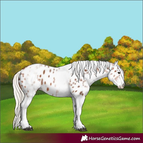 Horse Color:White Spotted Silver Bay Appaloosa