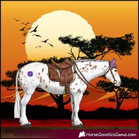 Horse Color:White Spotted Silver Bay Leopard 