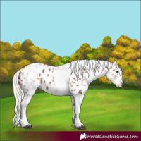 Horse Color:White Spotted Silver Bay Leopard 