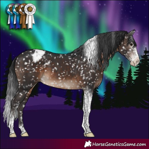 Horse Color:Brown Sabino Tobiano Appaloosa 