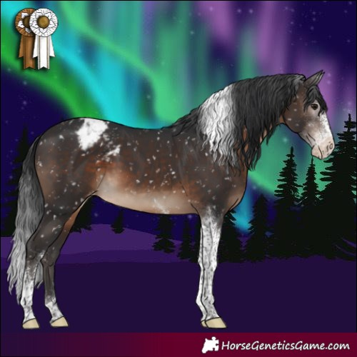 Horse Color:Brown Sabino Tobiano Appaloosa 