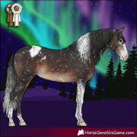 Horse Color:Brown Sabino Tobiano Appaloosa