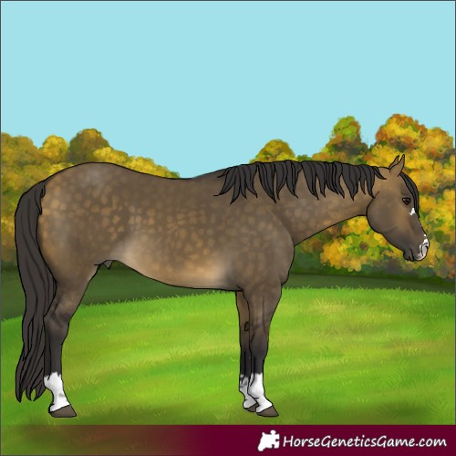 Horse Color:Buckskin Dun 