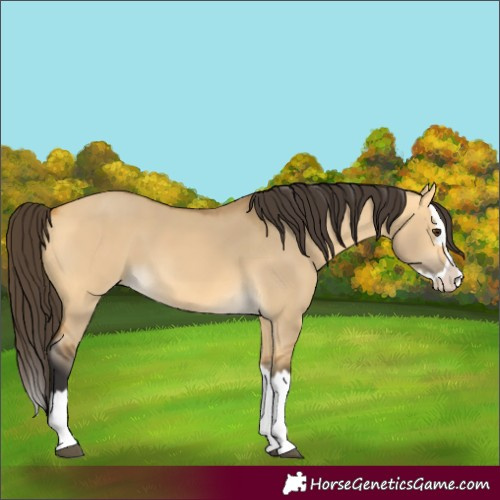Horse Color:Buckskin Dun Splash
