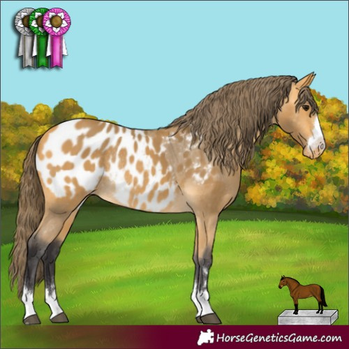 Horse Color:Buckskin Appaloosa Rabicano 