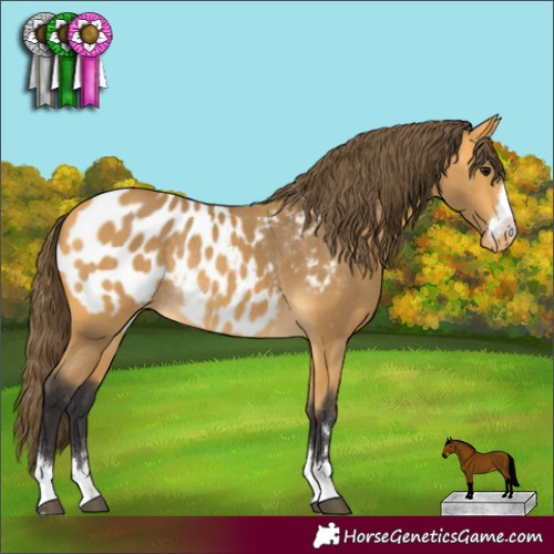 Horse Color:Buckskin Appaloosa Rabicano 