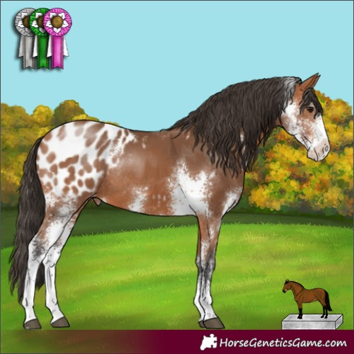Horse Color:Bay Sabino Appaloosa Rabicano 