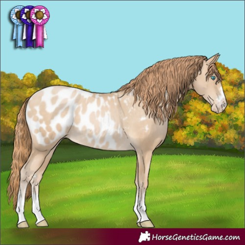 Horse Color:Buckskin Pearl Appaloosa