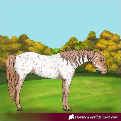 Horse Color:Chestnut Near Leopard 
