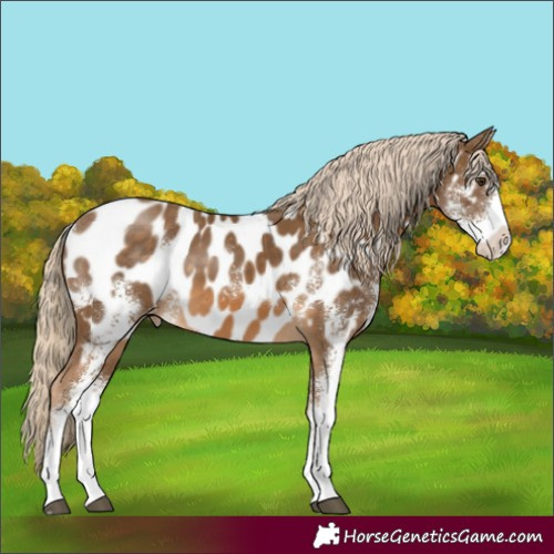 Horse Color:Chocolate Palomino Sabino Appaloosa 