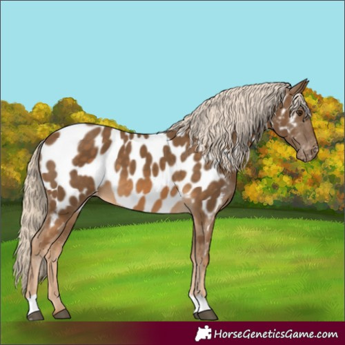 Horse Color:Chocolate Palomino Appaloosa 