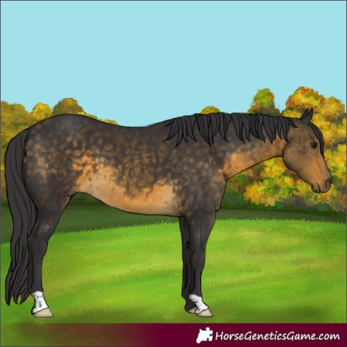 Horse Color:Buckskin