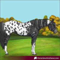 Horse Color:Powder White Black Tobiano Appaloosa 