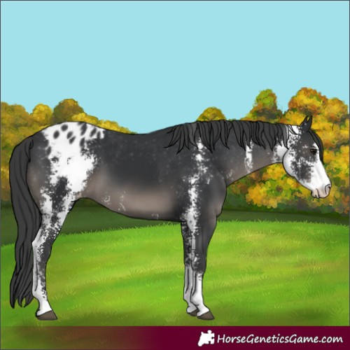 Horse Color:Black Sabino Appaloosa