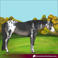 Horse Color:Black Sabino Varnish 