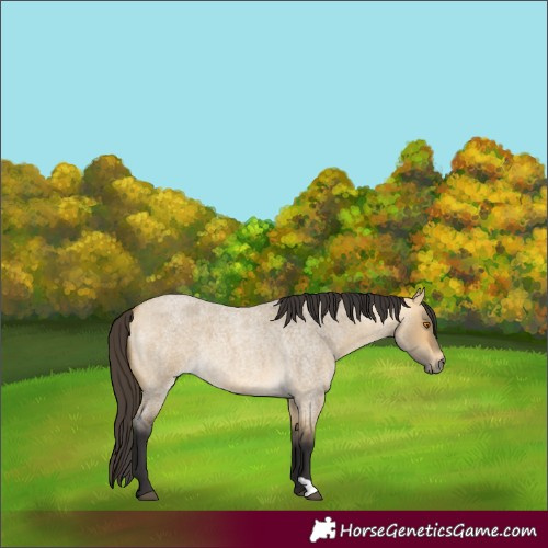Horse Color:Buckskin Roan Dun