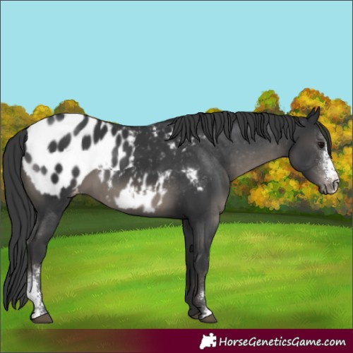 Horse Color:Black Sabino Appaloosa 