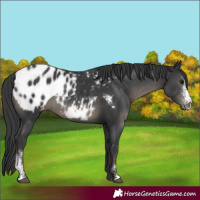 Horse Color:Black Sabino Blanket