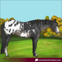 Horse Color:Black Sabino Appaloosa