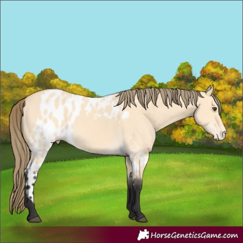 Horse Color:Buckskin Dun Skewed Appaloosa 